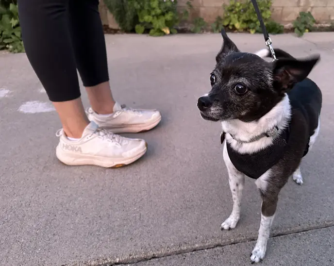 Our forever puppy, Gracie